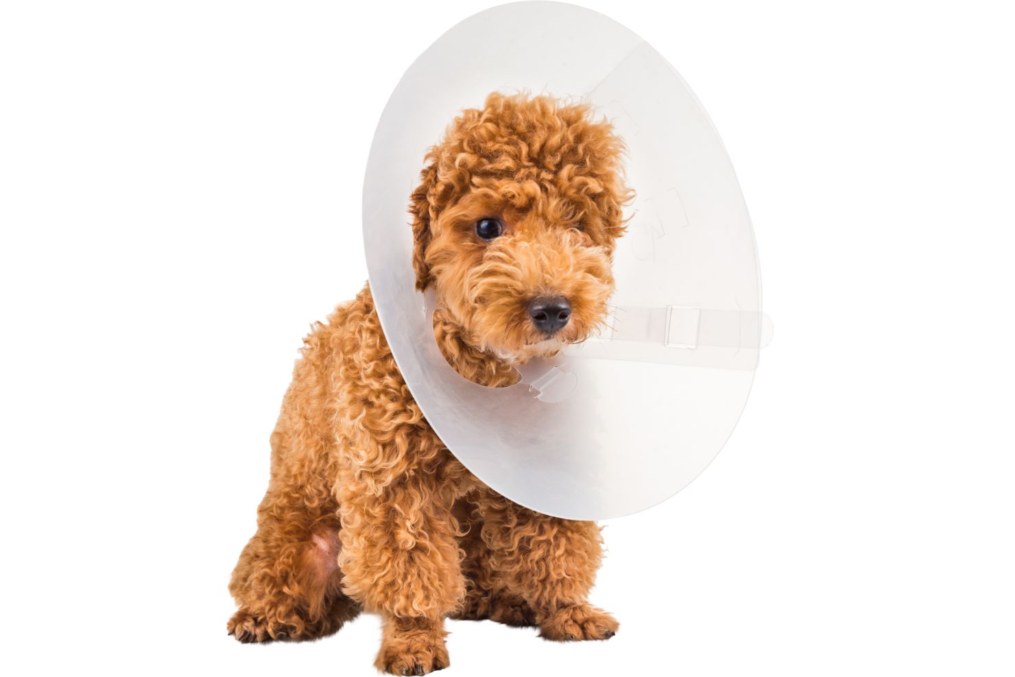 VJ202503 Wundmanagement Hund