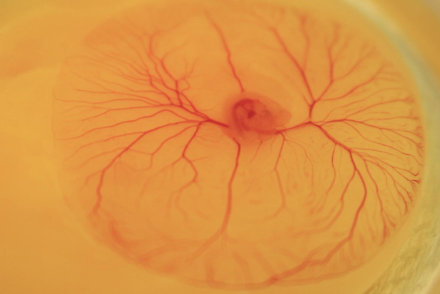 202504 Tierschutz Forschung Huehnerembryo