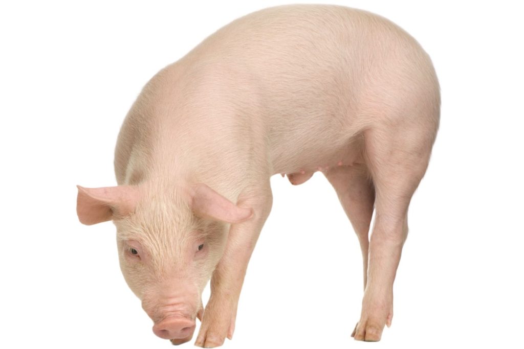 VJ05 2025 Problemloesen Schwein