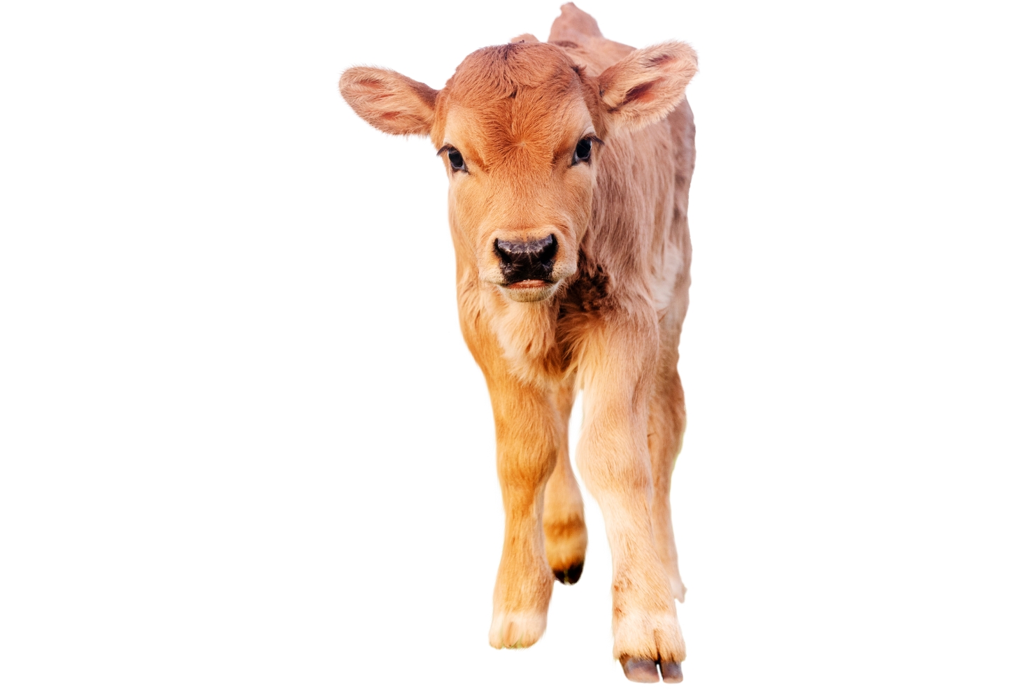 VJ05 2025 USA Rinder Kalb