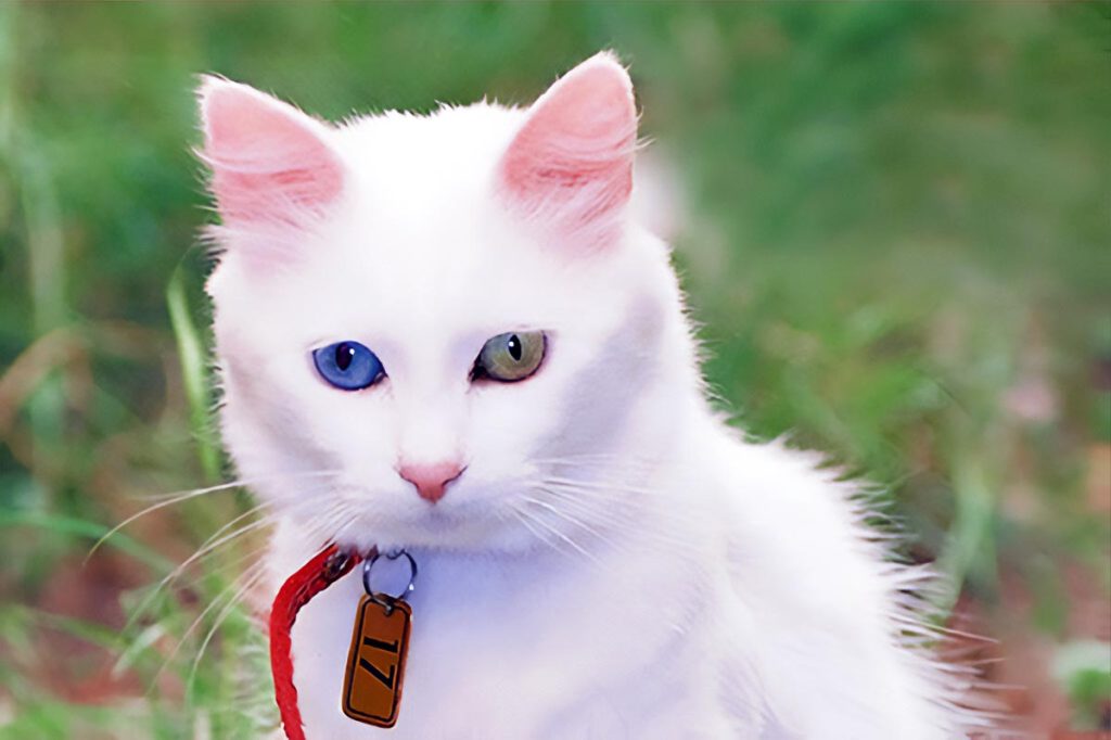 VJ05 2025 Van Katze