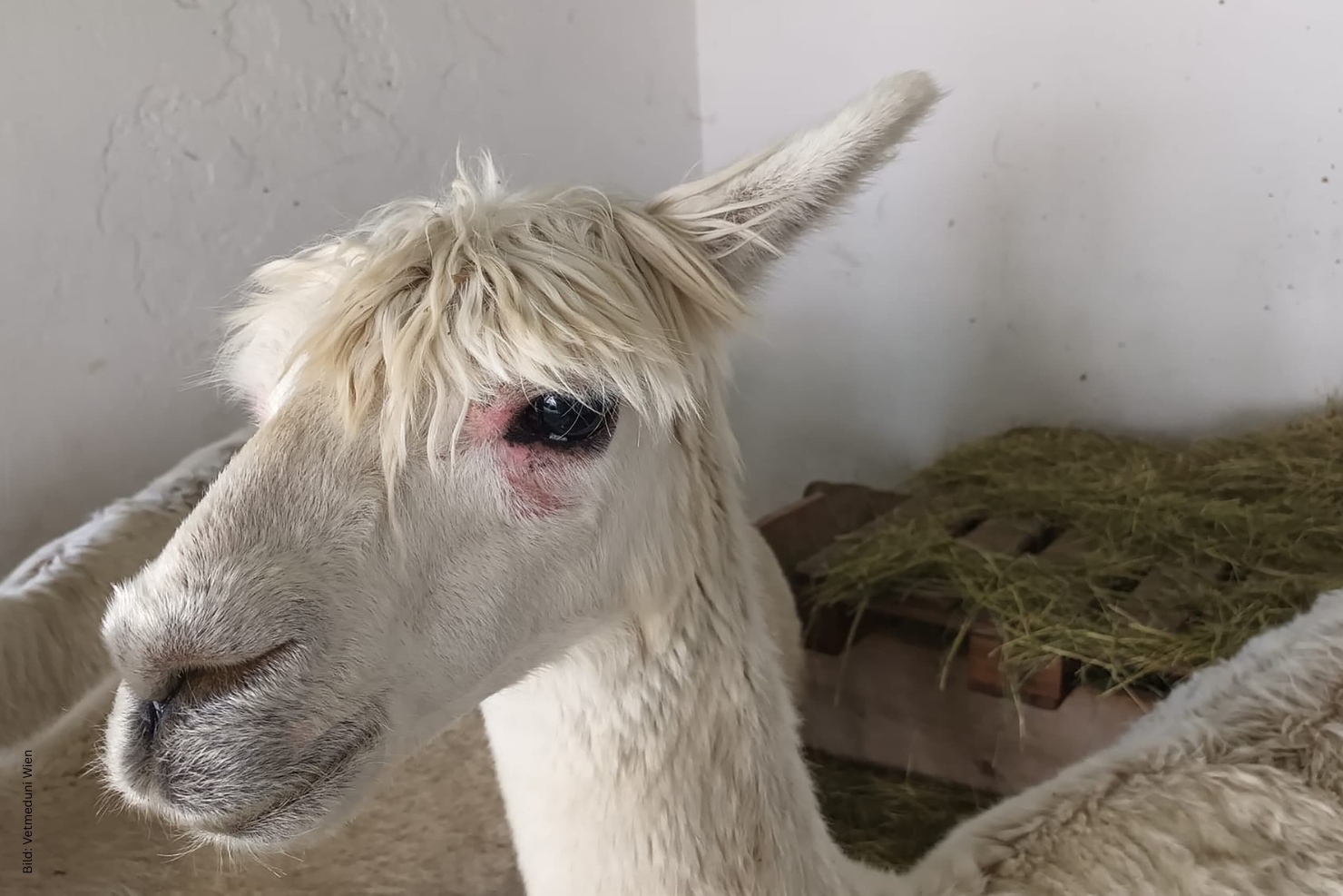 VJ 12 2025 01 2026 Dermatologie Neuweltkameliden