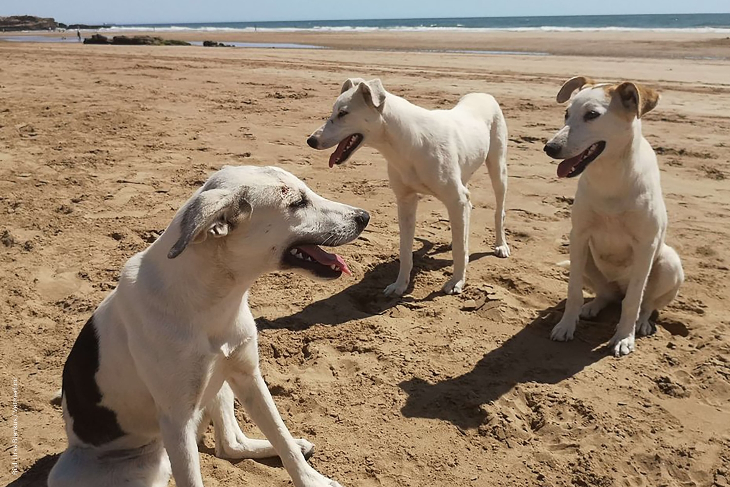 VJ 12 2025 01 2026 Hunde Charakter