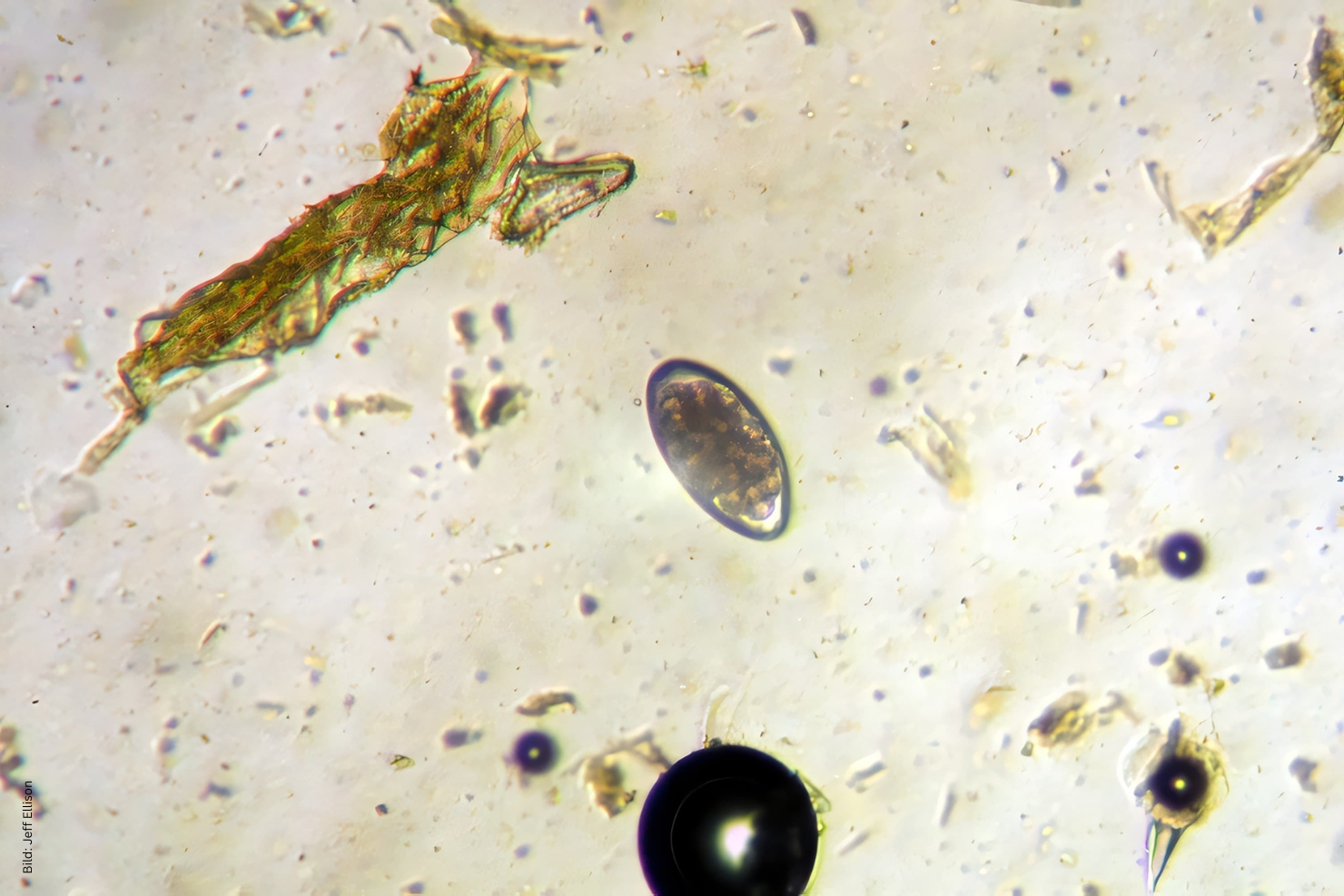 VJ 12 2025 01 2026 Parasitenmanagement