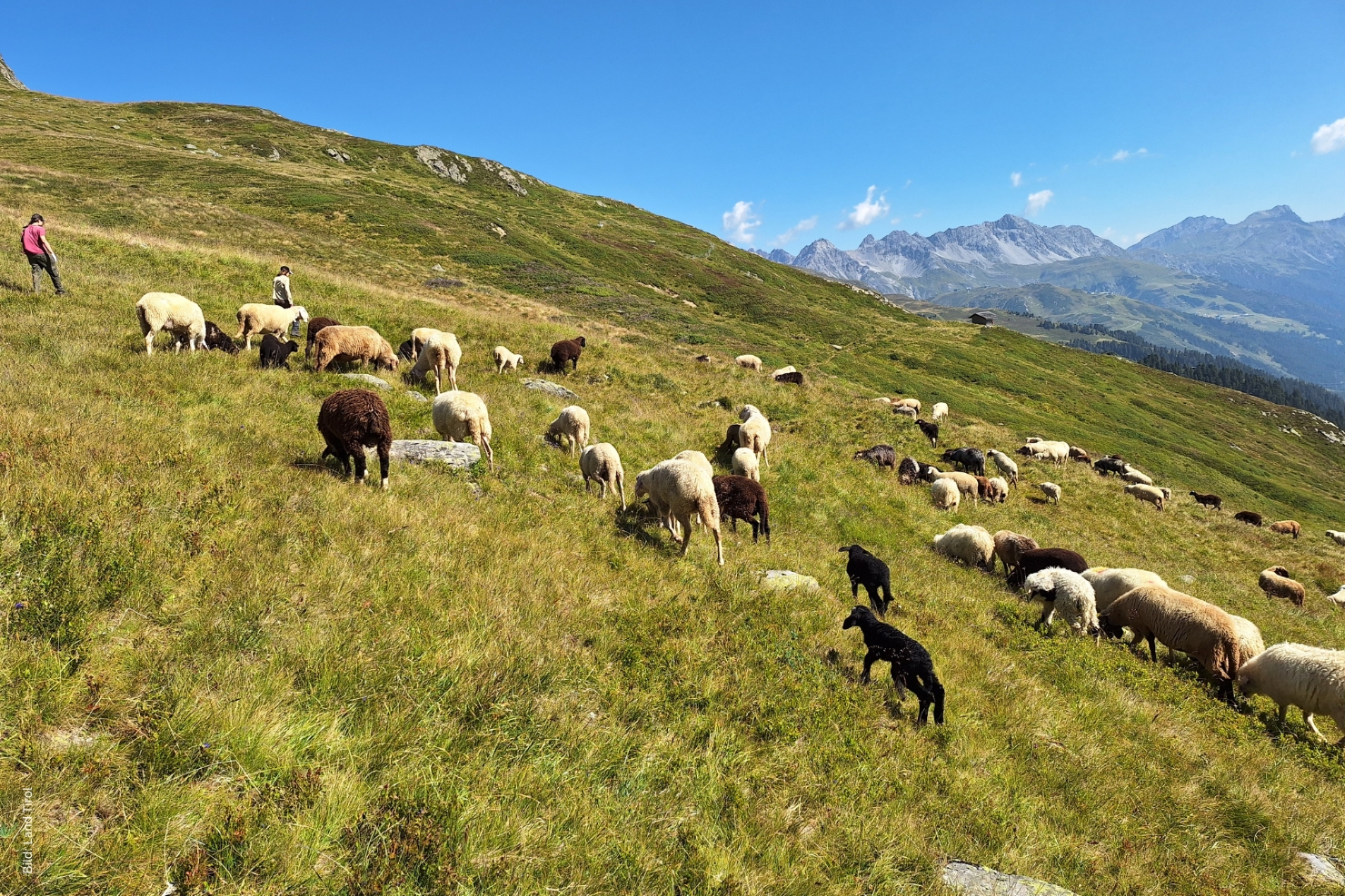 VJ 12 2025 01 2026 Schafbestaende Alm