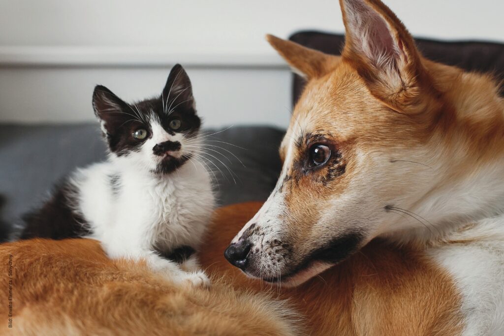 VJ 12 2025 01 2026 Wurmmanagement Hund Katze