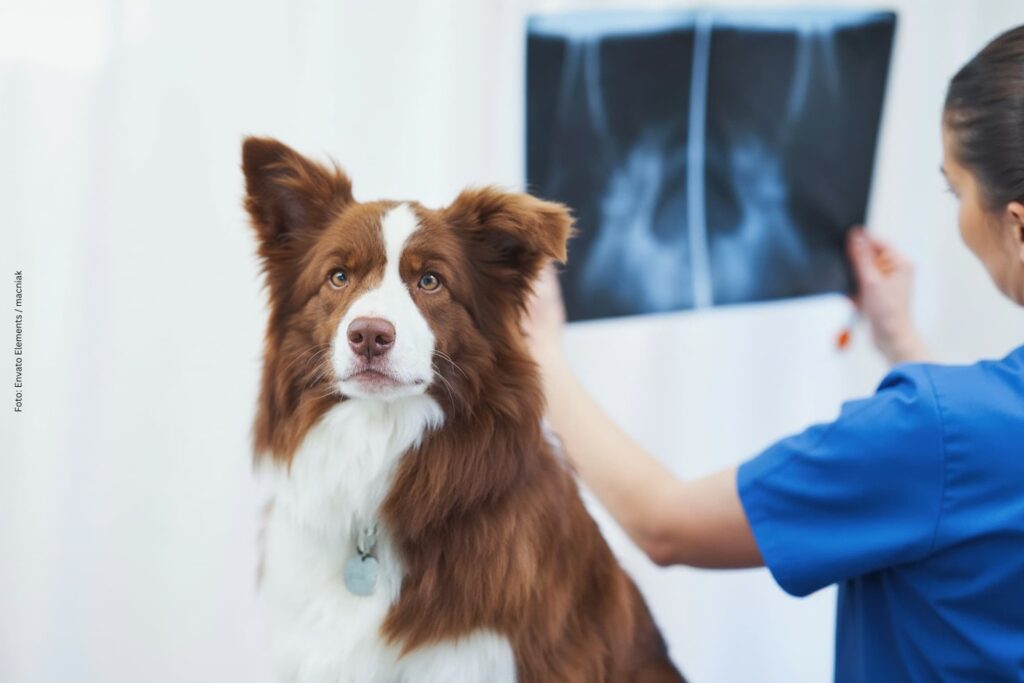 VJ02 2026 Funktionelle Bildgebung BorderCollie