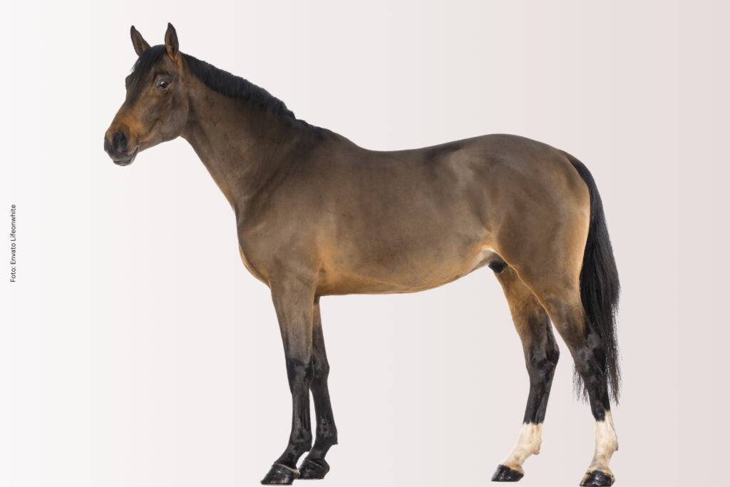 VJ02 2026 Infrarot Spektroskopie